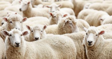 უპრეცენდენტო ქურდობა კრეტაზე, სადაც 130 ცხვრისგან შემდგარი ფარა მოიპარეს და მიატოვეს